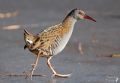 Rallus aquaticus